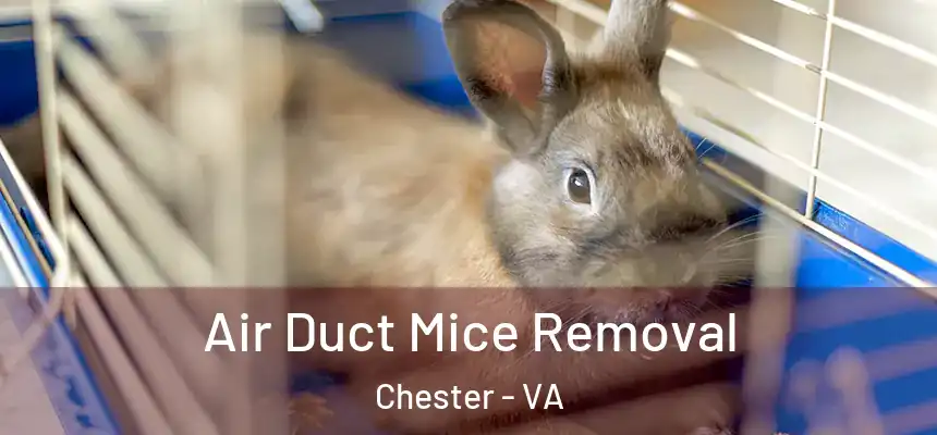 Air Duct Mice Removal Chester - VA